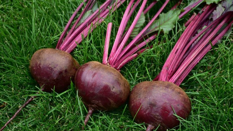Comment cultiver correctement un merveilleux hybride de betteraves Kestrel et en quoi il diffère des autres espèces