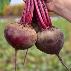 Comment cultiver correctement un merveilleux hybride de betteraves Kestrel et en quoi il diffère des autres espèces