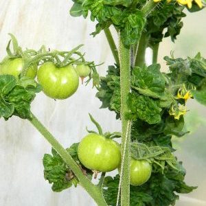 Caractéristiques de la variété Palka, qui plaira à tous les résidents d'été