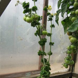 Caractéristiques de la variété Palka qui plairont à tous les résidents d'été