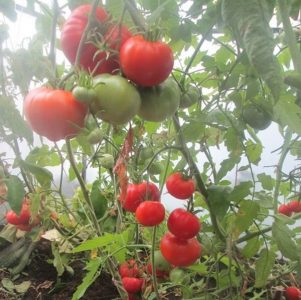 Nous obtenons une récolte riche même dans des conditions météorologiques défavorables, en cultivant un chef-d'œuvre de tomate de l'Altaï