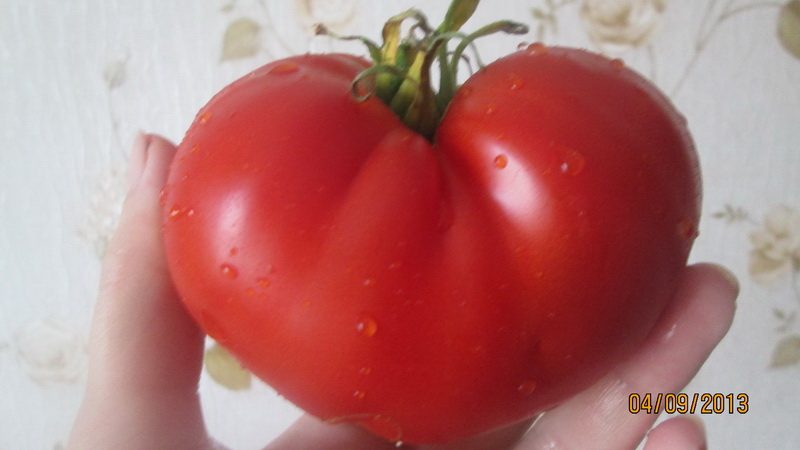 Nous obtenons une récolte riche même dans des conditions météorologiques défavorables, en cultivant un chef-d'œuvre de tomate de l'Altaï