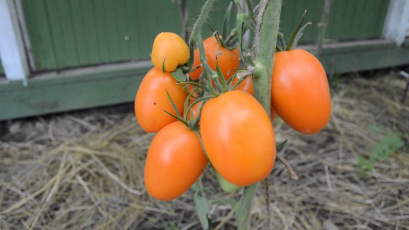 Chukhloma aux tomates hautes et récoltables: cultivez nous-mêmes et appréciez les fruits