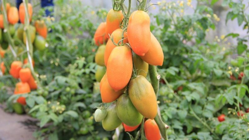 Chukhloma aux tomates hautes et récoltables: cultivez nous-mêmes et savourez les fruits