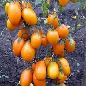 Chukhloma aux tomates hautes et récoltables: cultivez nous-mêmes et savourez les fruits