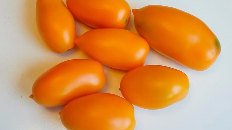 Chukhloma aux tomates hautes et récoltables: cultivez nous-mêmes et appréciez les fruits