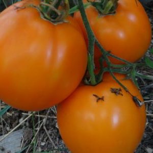 Pourquoi les résidents d'été aiment la tomate Ilya Muromets et comment la cultiver vous-même sur votre site