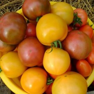 Pourquoi les résidents d'été aiment la tomate Ilya Muromets et comment la cultiver vous-même sur votre site