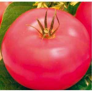 Suivez les instructions et la tomate hybride Ivanovich f1 vous surprendra avec une fructification abondante dans le jardin ou dans la serre