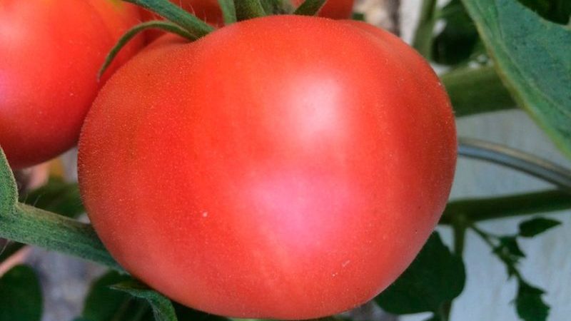 Suivez les instructions et la tomate hybride Ivanovich f1 vous surprendra avec une fructification abondante dans le jardin ou dans la serre