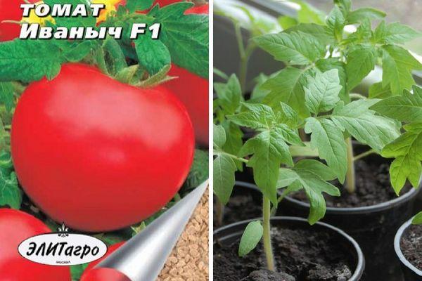 Suivez les instructions et la tomate hybride Ivanovich f1 vous surprendra avec une fructification abondante dans le jardin ou dans la serre