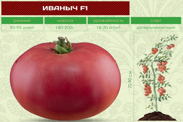 Suivez les instructions et la tomate hybride Ivanovich f1 vous surprendra avec une fructification abondante dans le jardin ou dans la serre