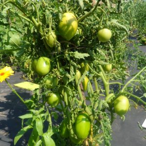 Une variété dont vous serez certainement satisfait - la tomate Kemerovets et les secrets de son entretien