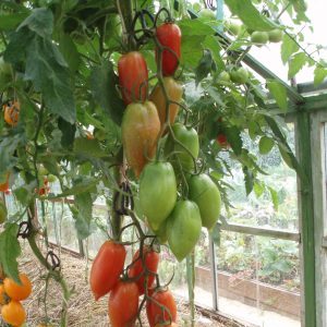 La belle tomate peut-elle être non seulement une décoration de votre jardin, mais aussi donner une bonne récolte?