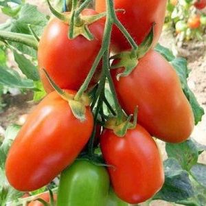 La belle tomate peut-elle être non seulement une décoration de votre jardin, mais aussi donner une bonne récolte?