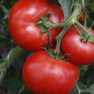 Est-il vrai que la tomate Kukla est la meilleure variété pour la culture en serre?