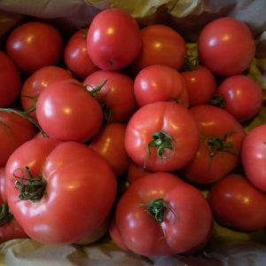 Est-il vrai que la tomate Kukla est la meilleure variété pour la culture en serre?