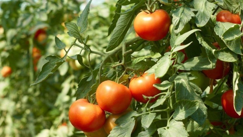 Est-il vrai que la tomate Kukla est la meilleure variété pour la culture en serre?