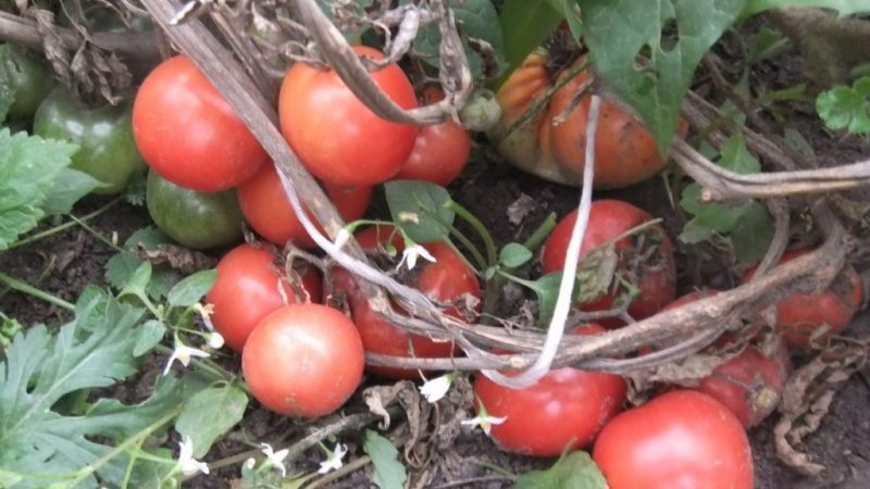 La tomate Lakomka justifie-t-elle son nom et que disent les maraîchers de la variété?