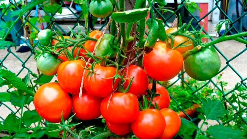 La tomate Lakomka justifie-t-elle son nom et que disent les maraîchers de la variété?