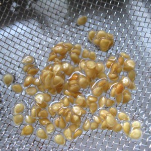 Tomate chanterelle extrêmement viable, savoureuse et prolifique