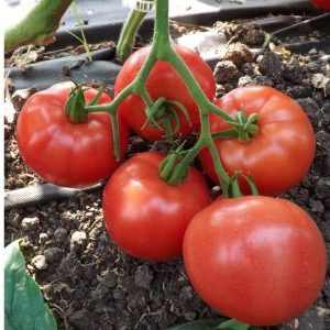Comment faire pousser correctement une tomate Lvovich f1: instructions de techniciens agricoles expérimentés pour un rendement maximal