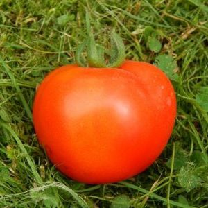 Nous récoltons une riche récolte, en respectant les règles de soin - la tomate Liang et la méthode de sa culture