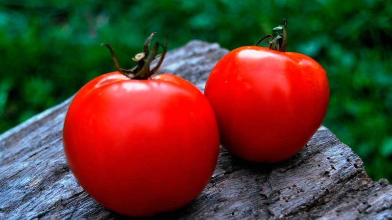 Nous récoltons une riche récolte, en respectant les règles de soin - la tomate Liang et la méthode de sa culture