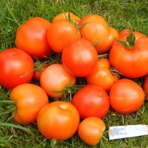 Nous récoltons une riche récolte, en respectant les règles de soin - la tomate Liang et la méthode de sa culture