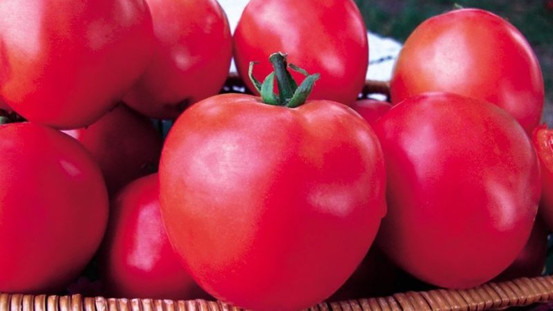 Série de tomates Framboise miracle: pourquoi sont-elles si bonnes, pourquoi elles devraient être cultivées et comment le faire correctement