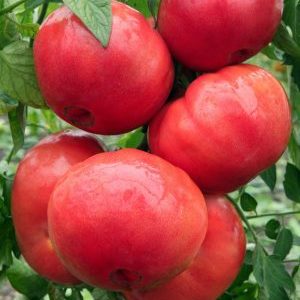 Série de tomates Framboise miracle: pourquoi sont-elles si bonnes, pourquoi elles devraient être cultivées et comment le faire correctement