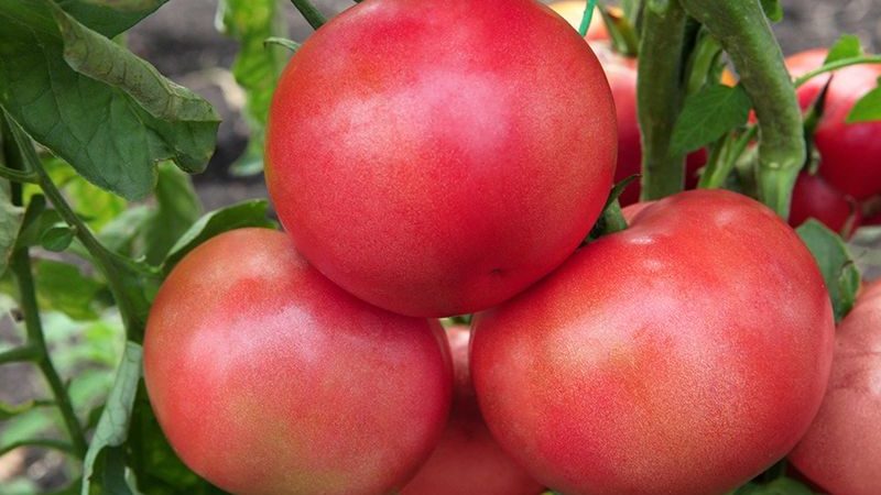 Série de tomates Framboise miracle: pourquoi sont-elles si bonnes, pourquoi elles devraient être cultivées et comment le faire correctement