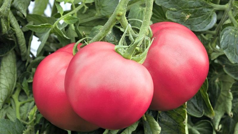 Série de tomates Framboise miracle: pourquoi sont-elles si bonnes, pourquoi elles devraient être cultivées et comment le faire correctement