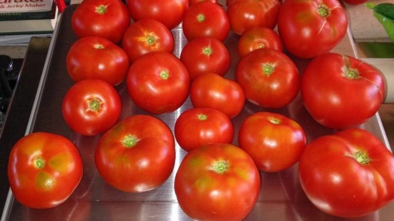Examen de la variété de tomate Moskvichka: avantages et inconvénients, ainsi que comment obtenir une bonne récolte