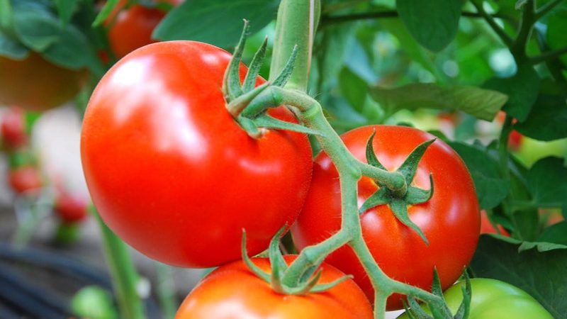 Comment faire pousser une tomate Nadezhda F1: facile à vivre, précoce et agréable avec une récolte riche