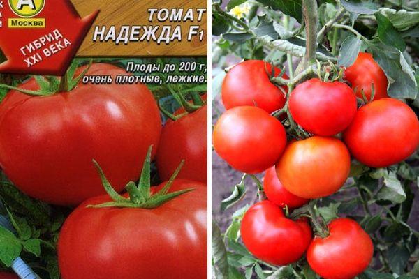 Comment faire pousser une tomate Nadezhda F1: facile à vivre, précoce et agréable avec une récolte riche