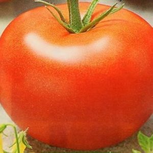 Guide du débutant pour cultiver une tomate hybride Our Masha F1