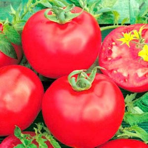 Tomate rose hybride douce Pink Lady F1: pourquoi elle est bonne et pourquoi vous devriez essayer de la cultiver