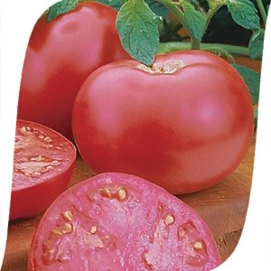Tomate rose hybride douce Pink Lady F1: pourquoi elle est bonne et pourquoi vous devriez essayer de la cultiver