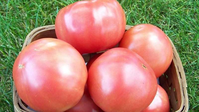 Tomate rose hybride douce Pink Lady F1: pourquoi elle est bonne et pourquoi vous devriez essayer de la cultiver