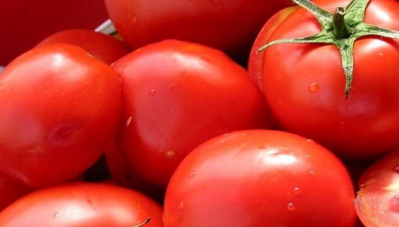 Un cadeau des éleveurs néerlandais - Tomate President: une description détaillée de l'hybride et les secrets de son entretien