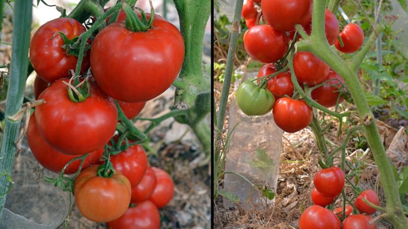 Quels rendements peut-on attendre de la variété de tomates pour jeunes filles