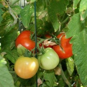 Quels rendements peut-on attendre de la variété de tomates pour jeunes filles