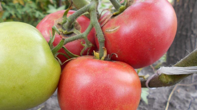 Une jeune variété qui a réussi à tomber amoureuse des jardiniers - la tomate pomme de Sibérie