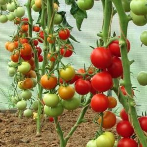 Une jeune variété qui a réussi à tomber amoureuse des jardiniers - la tomate pomme de Sibérie