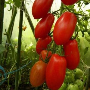 Comment entretenir une crème de pieuvre à la tomate en plein champ et en serre