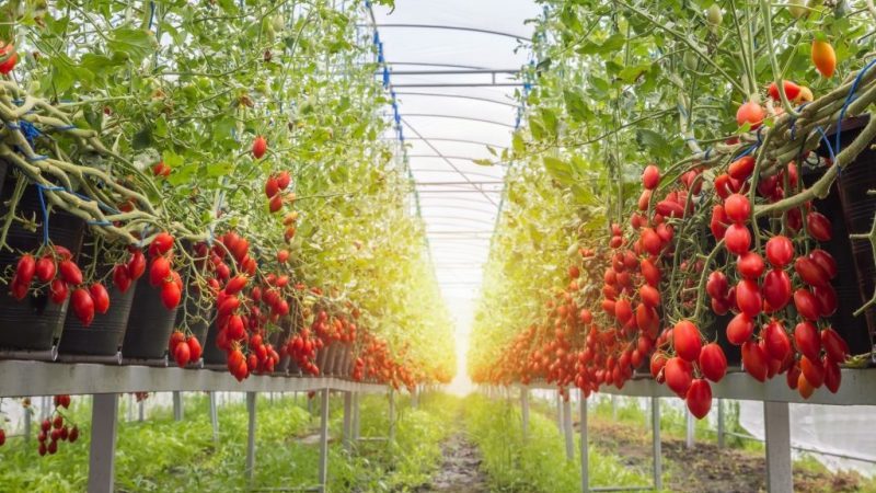 Comment entretenir une crème de pieuvre à la tomate en plein champ et en serre