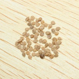 L'hybride que les résidents d'été conseillent est la tomate Tarasenko 2 et ses qualités positives