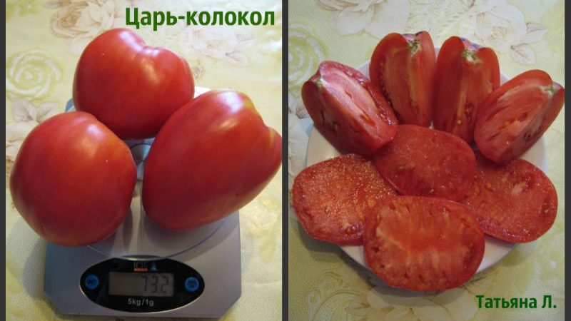 Variété à gros fruits avec un goût délicat pour la nutrition diététique - Tomate Tsar Bell