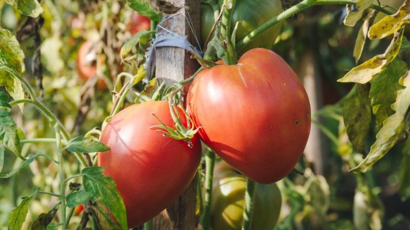 Nous apprenons des résidents d'été expérimentés comment pincer correctement les tomates: une analyse des nuances et une description étape par étape du processus